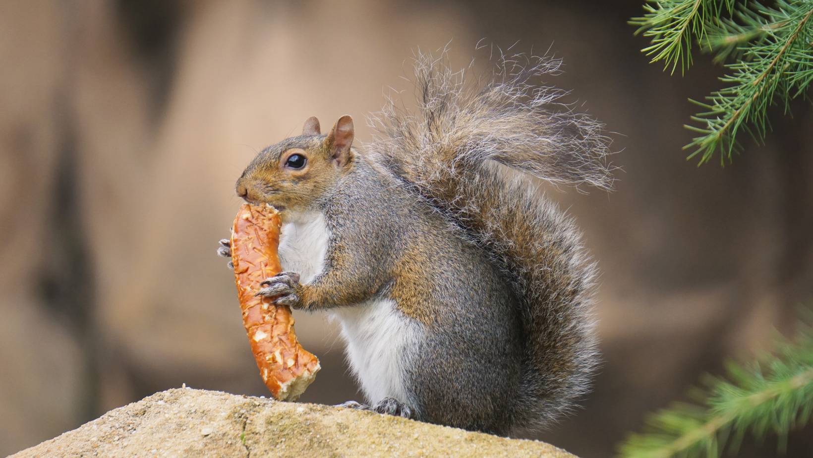 squirrel eating a pretzel