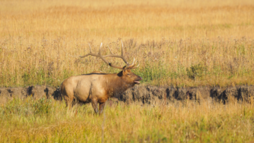 Bull elk in rut bugling in Rocky Mountain National Park