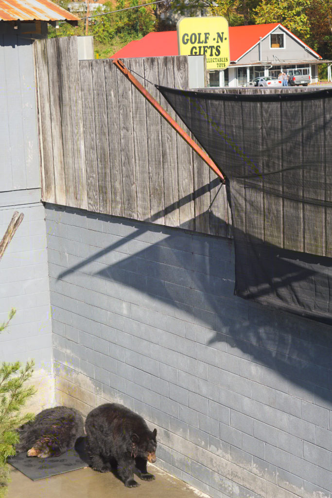 Two black bears living in a concrete pit
