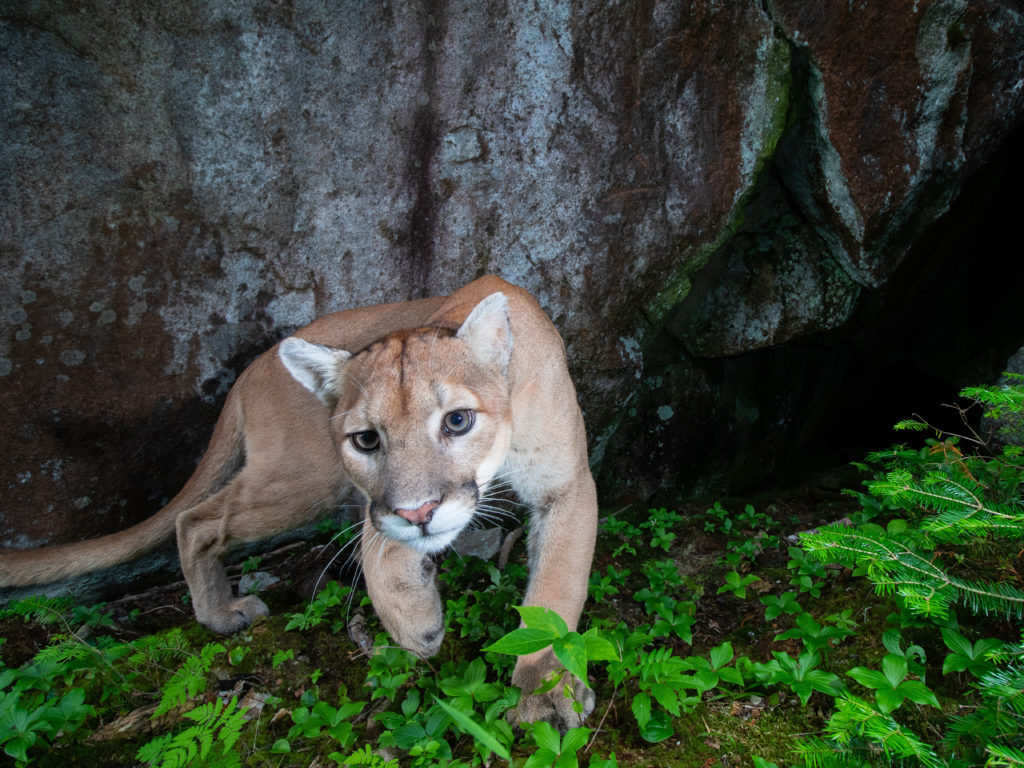Passing puma in northern Minnesota caught by the flash of a remote camera