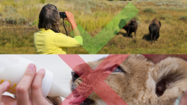 women looking at bison from a distance vs bottle feeding a lion cub
