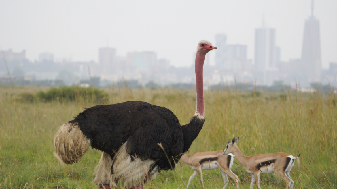 Iconic Nairobi National Park with ostrich and gazelle and the cityscape